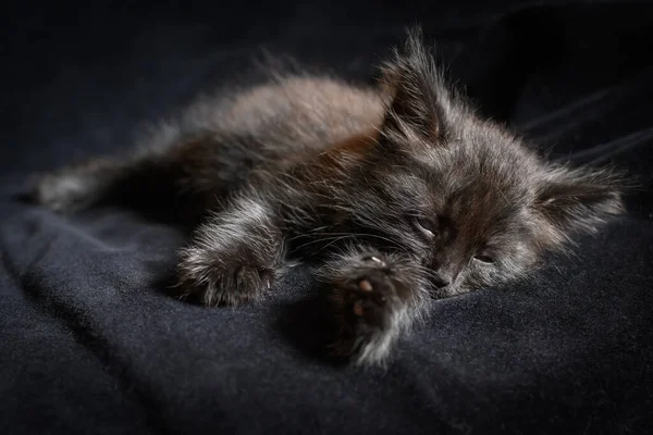 Retrato Gatito Mullido Negro Dormido Sobre Fondo Negro —  Fotos de Stock