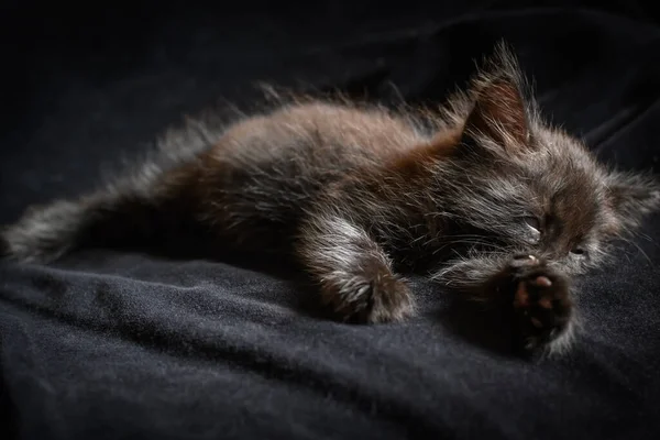Retrato Gatito Mullido Negro Dormido Sobre Fondo Negro —  Fotos de Stock