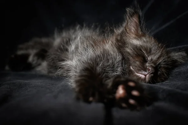 Portrait Sleeping Little Black Fluffy Kitten Black Background — Stock Photo, Image