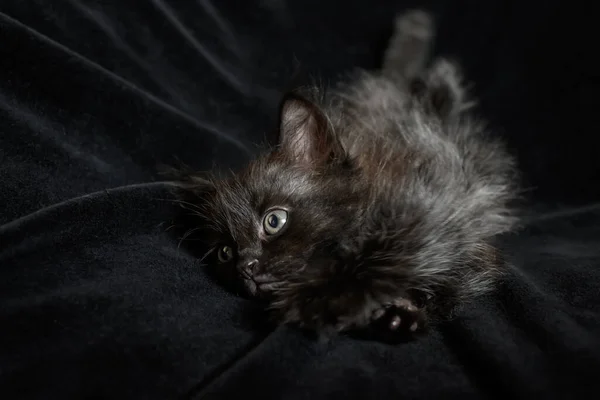 Porträt Eines Kleinen Schwarzen Flauschigen Kätzchens Auf Schwarzem Hintergrund — Stockfoto