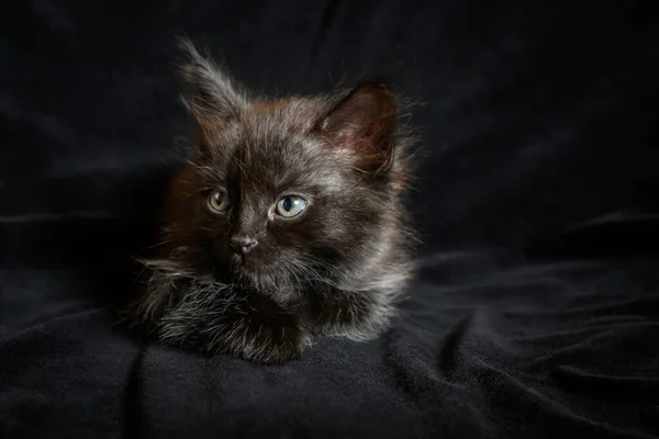 Porträt Eines Kleinen Schwarzen Flauschigen Kätzchens Auf Schwarzem Hintergrund — Stockfoto