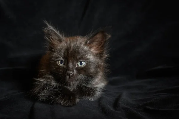 Retrato Pequeño Gatito Peludo Negro Sobre Fondo Negro — Foto de Stock