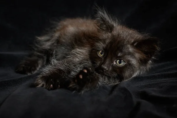 Porträt Eines Kleinen Schwarzen Flauschigen Kätzchens Auf Schwarzem Hintergrund — Stockfoto