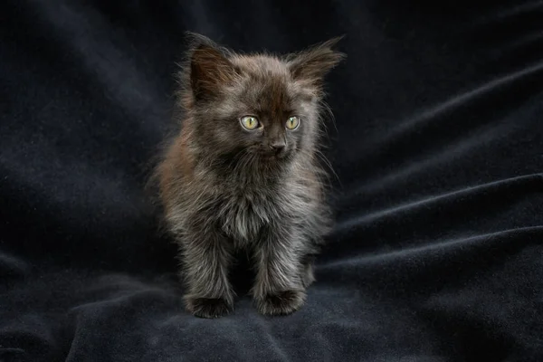 Porträt Einer Kleinen Schönen Langhaarigen Schwarzen Katze Die Auf Einem — Stockfoto