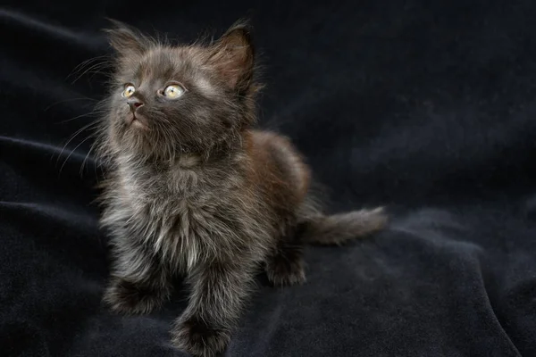 Portrét Malé Krásné Dlouhosrsté Černé Kočky Sedící Tmavém Pozadí — Stock fotografie