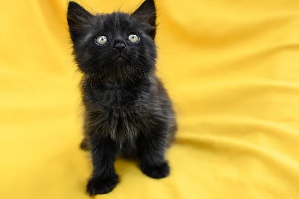 Portrét Malé Krásné Dlouhosrsté Černé Kočky Sedící Žlutém Pozadí — Stock fotografie