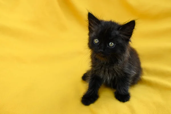 Porträt Einer Kleinen Schönen Langhaarigen Schwarzen Katze Die Auf Gelbem — Stockfoto