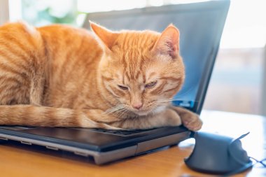 Güzel kırmızı bir kedi ev ofis masasındaki bir dizüstü bilgisayarın klavyesinde yatıyor. Evden ya da bağımsız çalışma kavramı.