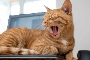 Güzel kırmızı bir kedi ağzı açık bir şekilde esner ya da miyavlar ve ofis masasındaki bir dizüstü bilgisayarın klavyesinde yatar. Evden ya da bağımsız çalışma kavramı.