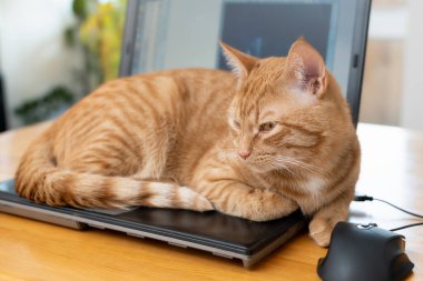 Güzel kırmızı bir kedi ev ofis masasındaki bir dizüstü bilgisayarın klavyesinde yatıyor. Evden ya da bağımsız çalışma kavramı.