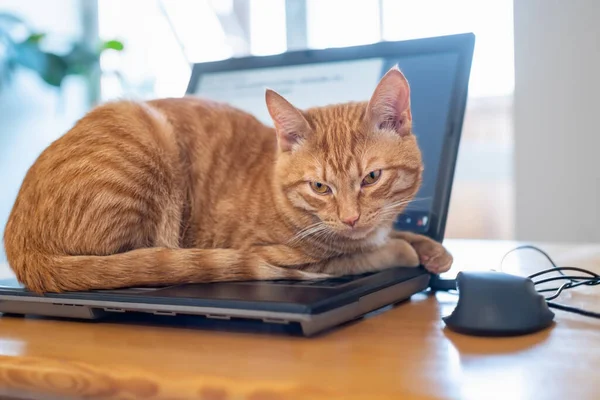 Hermoso Gato Rojo Está Acostado Teclado Portátil Escritorio Oficina Casa —  Fotos de Stock