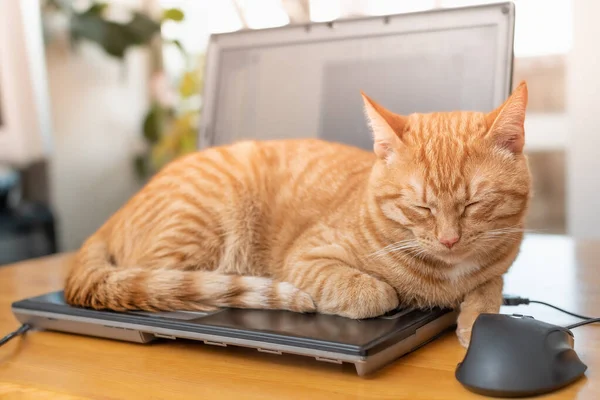 Beautiful Red Cat Lying Laptop Keyboard Home Office Desk Concept — Stock Photo, Image