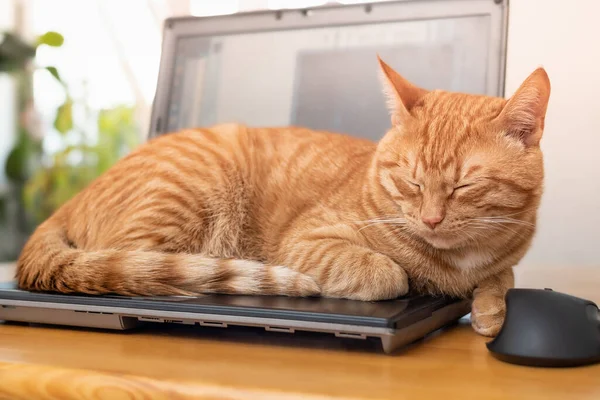 Beautiful Red Cat Lying Laptop Keyboard Home Office Desk Concept — Stock Photo, Image