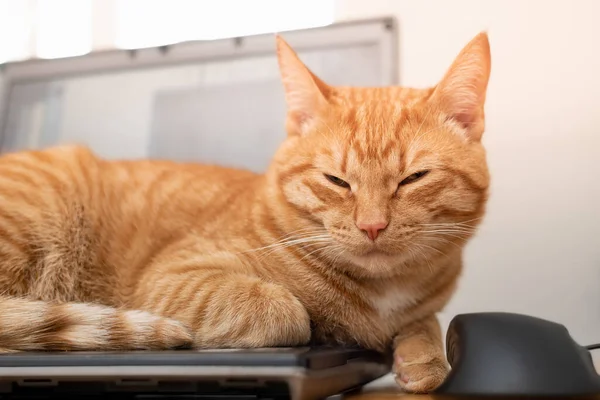 美しい赤い猫は 自宅のオフィスの机の上のノートパソコンのキーボードに横たわっています 家やフリーランスからのリモートワークの概念 ロイヤリティフリーのストック画像