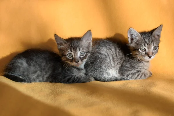 Dos Lindos Gatitos Rayas Están Acostados Sobre Una Manta Amarilla —  Fotos de Stock