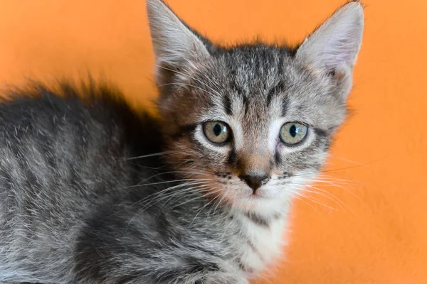 Lindo Gatito Rayas Está Acostado Sobre Una Manta Amarilla Los —  Fotos de Stock