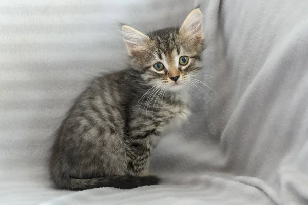 Pequeno Gatinho Listrado Curioso Olha Para Câmera Sentado Cobertor Cinza — Fotografia de Stock