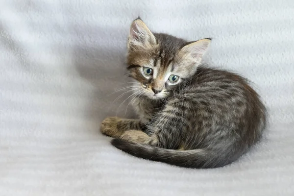 Little Confused Striped Kitten Lying Gray Blanket — Stock Photo, Image