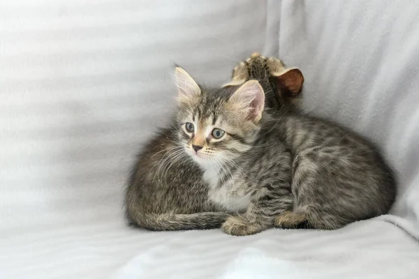 Dos Pequeños Gatitos Confusos Rayas Están Sentados Una Manta Gris — Foto de Stock