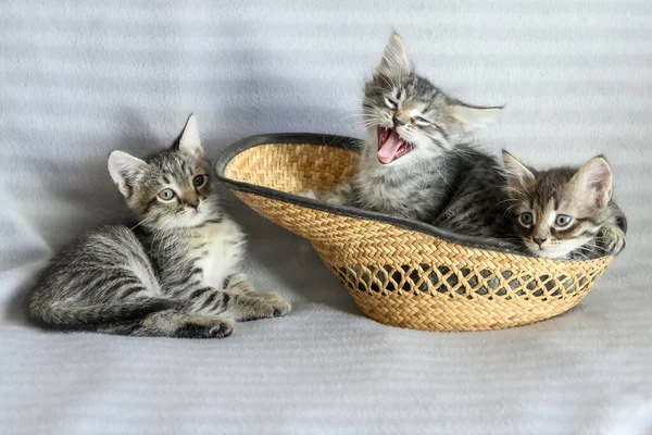 Three Small Confused Striped Kittens Straw Hat Gray Background One — Stock Photo, Image