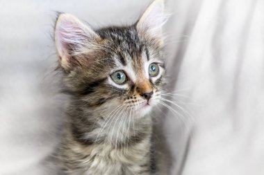 Kafası karışmış küçük bir kedi yavrusu gri bir battaniyenin üzerinde oturuyor.