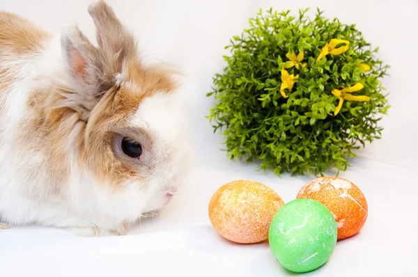 Bunny and easter eggs on white background — Stock Photo, Image