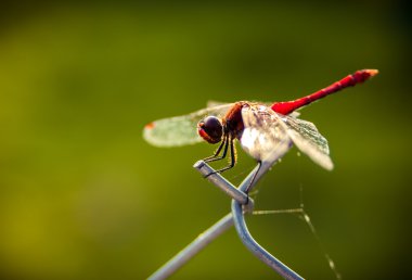 Kırmızı yusufçuk
