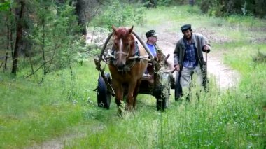 Horset takım seyis ile seyahat orman yolu