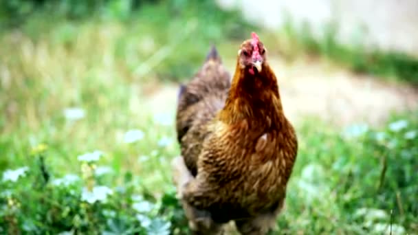 Fowl walks in the yard — Stock Video