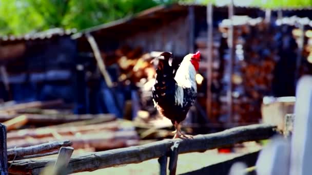 Gallo de color en el patio trasero de la aldea — Vídeos de Stock