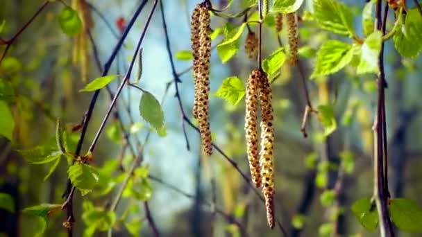 Spring birch catkins — Stock Video