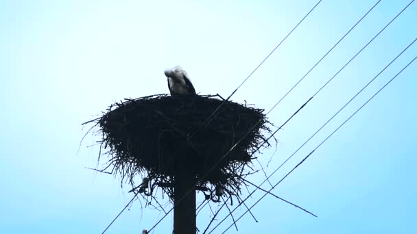 Stork in the nest — Stock Video