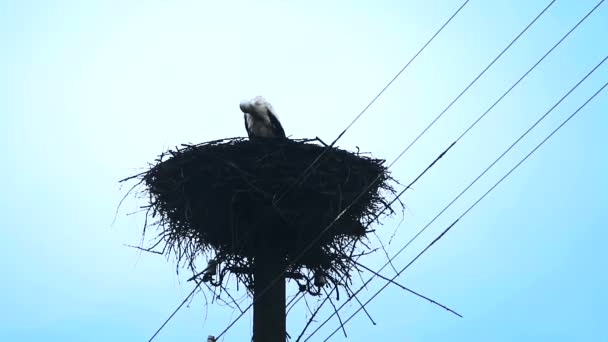 Ooievaar in het nest — Stockvideo