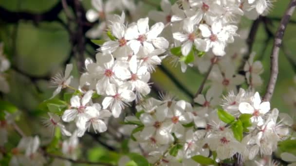 Весняне цвітіння рослин — стокове відео