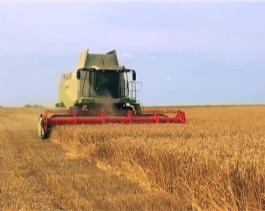 araya toplamak buğday bitkileri olarak yaz aylarında