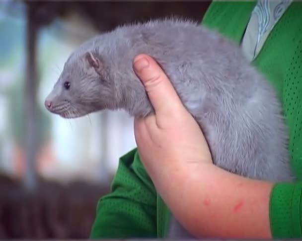 Nerts boerderij voor het fokken van deze dieren — Stockvideo