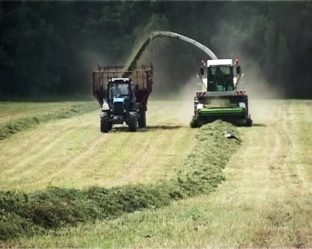 Össze, és a traktor észre szálastakarmány betakarítás. gólyák gyaloglás a pályán — Stock videók