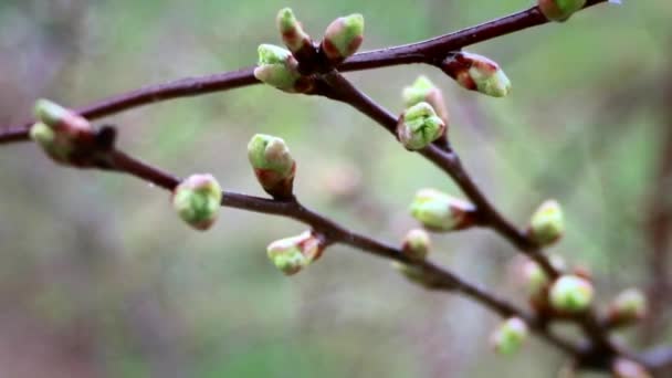 Im Frühling seine Knospen an den Bäumen im Garten — Stockvideo