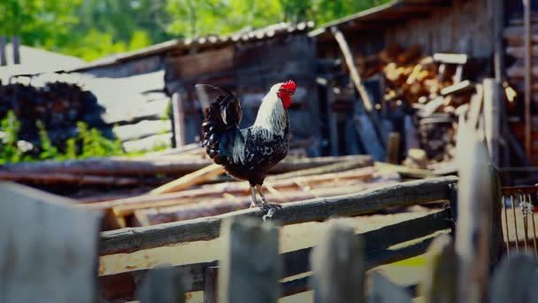 Il gallo di colore cammina sul cortile del villaggio — Video Stock