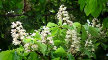 bahar esintisi çiçeklenme kestane bi ışık.