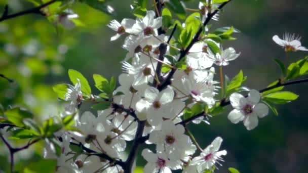 Floración primaveral de plantas — Vídeo de stock
