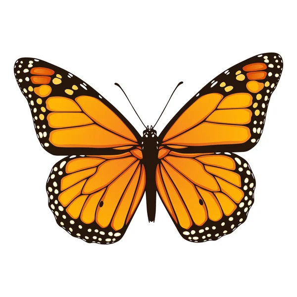 Mariposa monarca. Ilustración vectorial dibujada a mano — Archivo Imágenes Vectoriales