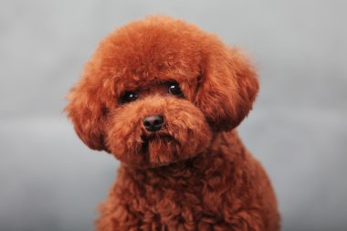 oyuncak fino köpeği