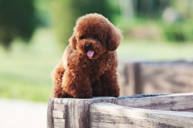 oyuncak fino köpeği