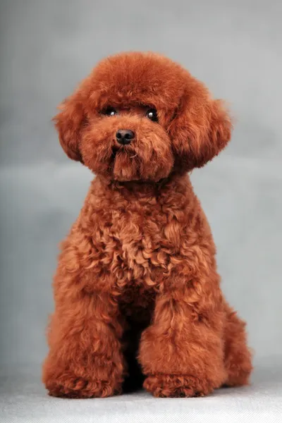 Toy poodle — Stock Photo, Image