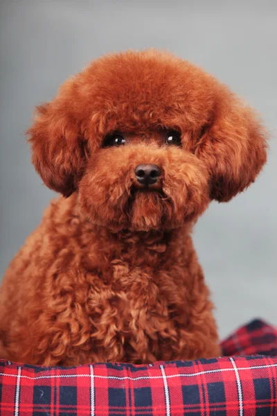 Caniche de brinquedo — Fotografia de Stock