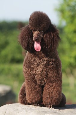 oyuncak fino köpeği