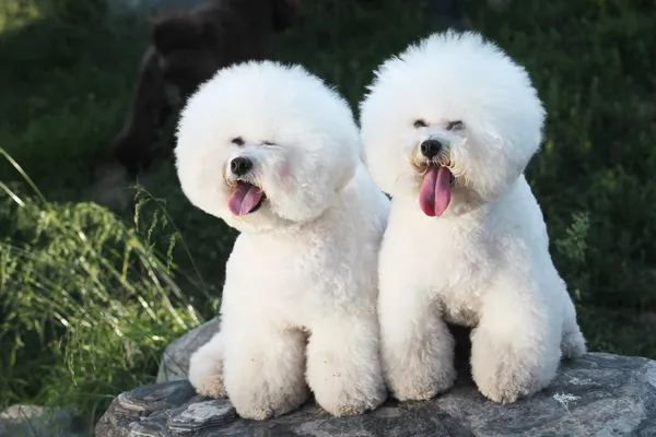 Bichon Frise — Stockfoto