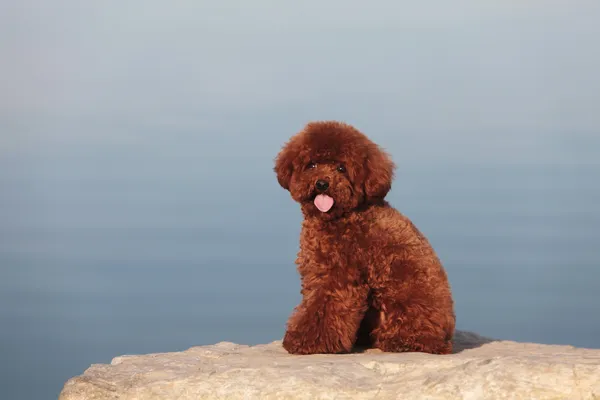 Caniche de brinquedo — Fotografia de Stock