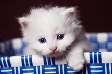 Yavru kedi